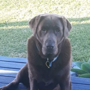 Brown Labrador